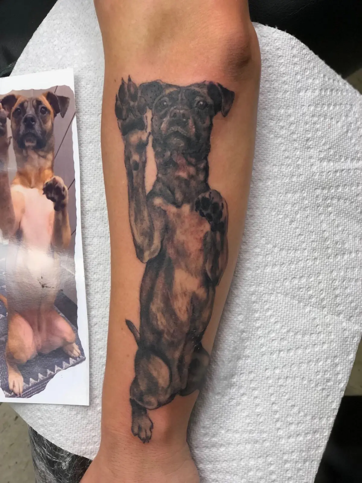 Black and grey realism boxer dog pet portrait forearm tattoo