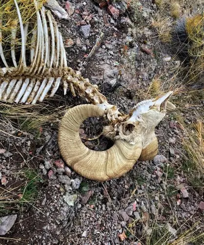 Reference photo of a weathered bighorn ram skull in the desert